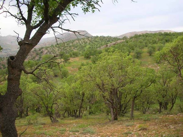 بلوط بلند دهدز- هتل انشان دزپارت